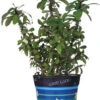 Flower Pot Cover - Good Luck -Kite And Flag Shop 80018p goodluck