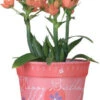 Flower Pot Cover - Happy Birthday 2 Flower Pot Cover - Happy Birthday -Kite And Flag Shop 80019p happybirthday